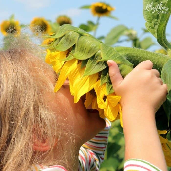 Child's face in a sunflower on the summer solstice