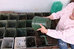 Organic gardening with kids: starting cucumbers & melons