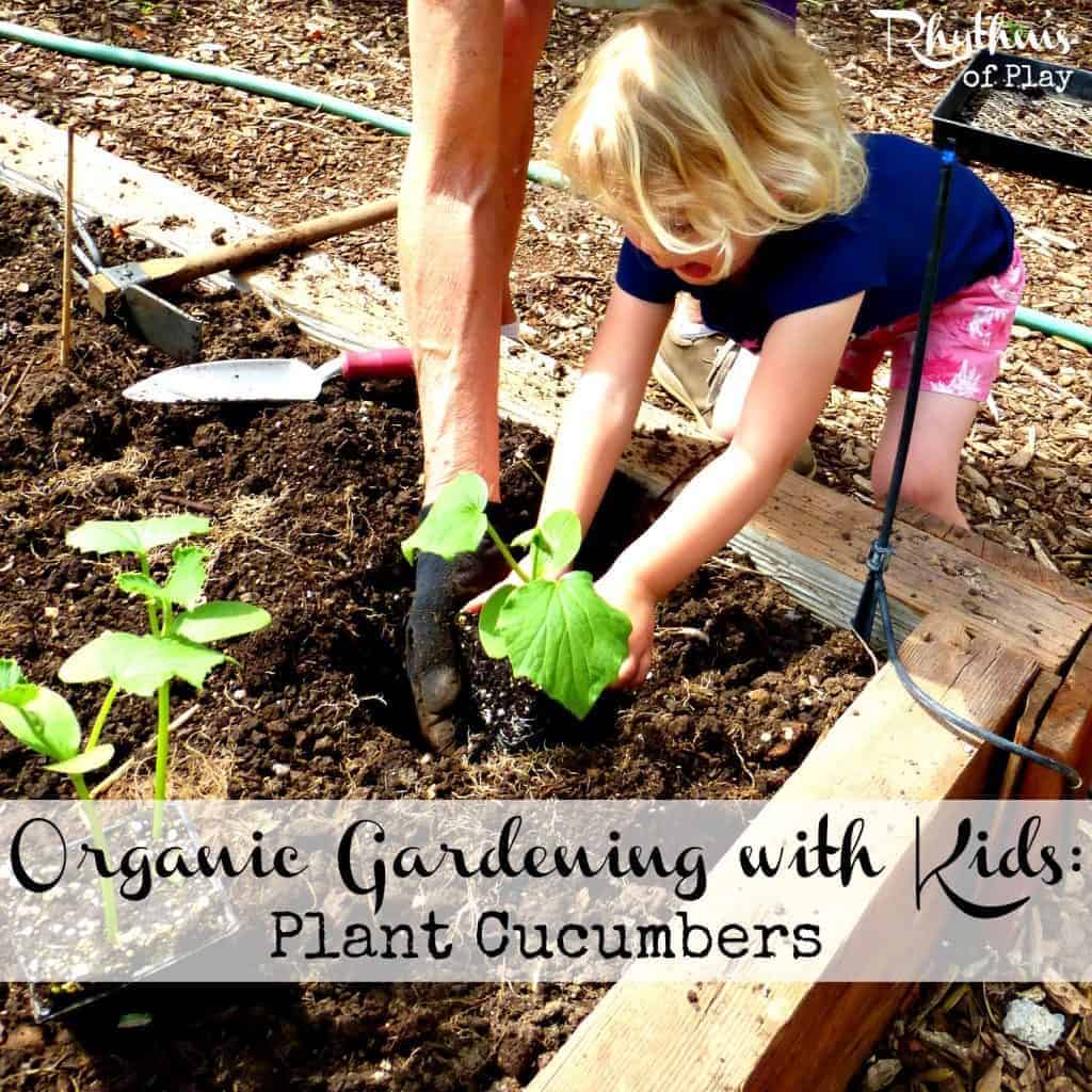 Organic gardening with kids - plant cucumbers