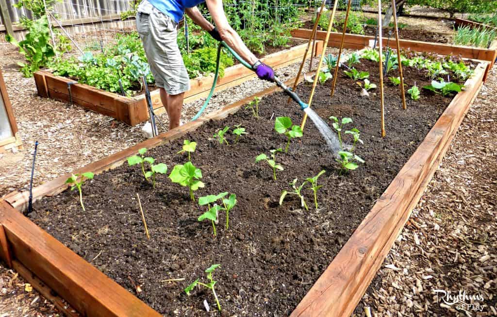 Organic gardening with kids - how to plant cucumbers
