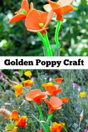 This golden poppy craft can be made in many colors for many different purposes. They would make a lovely centerpiece or gift for Mother's Day, weddings, showers, and birthday's. They would also be perfect for displaying on nature tables, and would be a great addition to a botany unit!