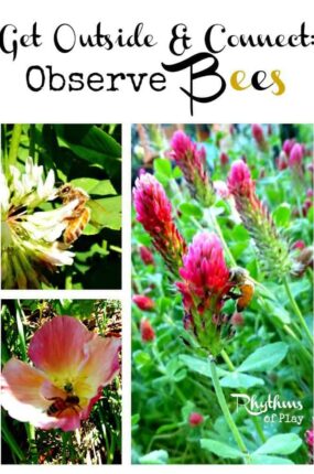 Observe Bees -- A fun activity to do with your kids!