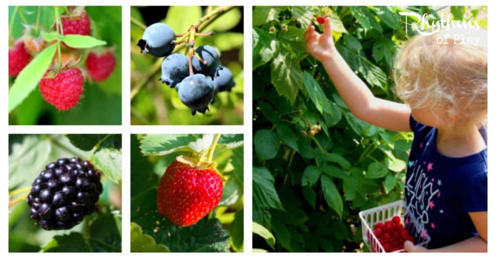 Kid picking berries on Lughnasadh or Lammas with pictures of raspberries, blueberries, strawberries, and blackberries