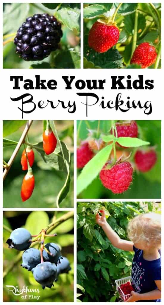 Get outside and go on a berry picking field trip! An outside activity for homeschoolers or the whole family that is also a great sensory and learning activity for toddlers through grade schoolers. Click through to find out how and where to take your kids berry picking this season. 