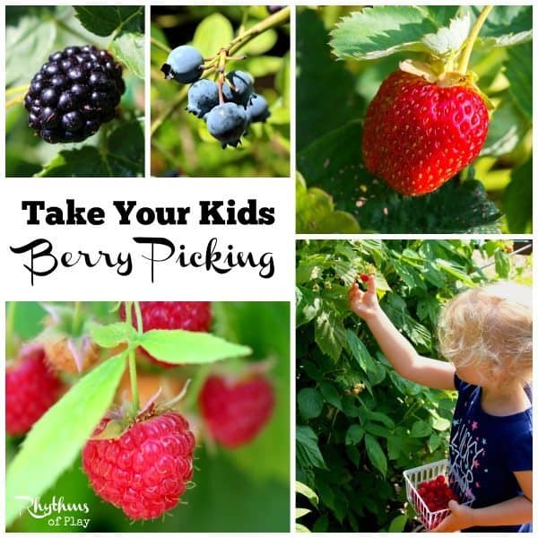 Get outside and go on a berry picking field trip! An outside activity for homeschoolers or the whole family that is also a great sensory and learning activity for toddlers through grade schoolers. Click through to find out how and where to take your kids berry picking this season. 