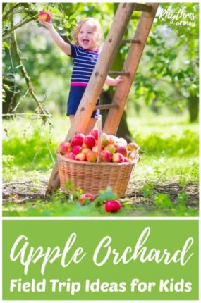 Try some of these apple orchard field trip ideas this fall. Visiting an apple farm is a fun activity for a class field trip or a family adventure. Includes fun apple learning activity's, crafts, books, and recipes to enjoy the fruits of your labors!