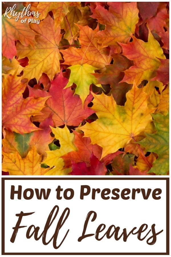 How to preserve leaves and store to use for nature crafts