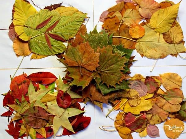 How to press leaves to preserve them
