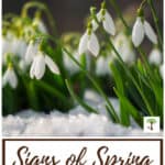sign of spring - snowdrops pushing through snow and blooming in early spring.