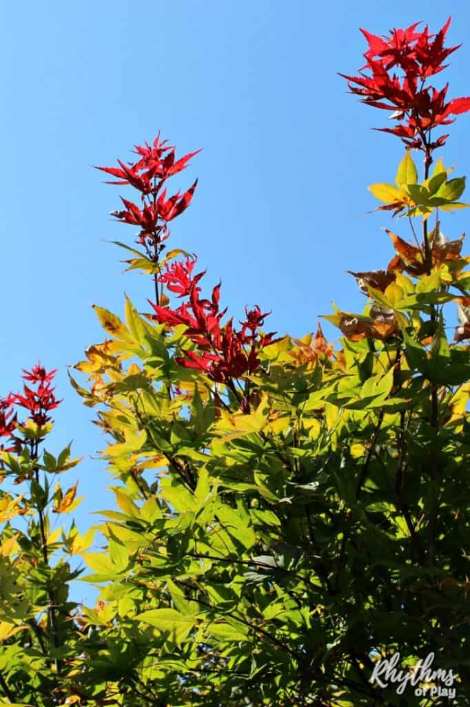 Leaves changing color on Japanese Maple Tree. One of the many signs of fall or autumn in the plant kingdom.