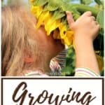 how to plant sunflower seeds and grow a sunflower fort playhouse for kids