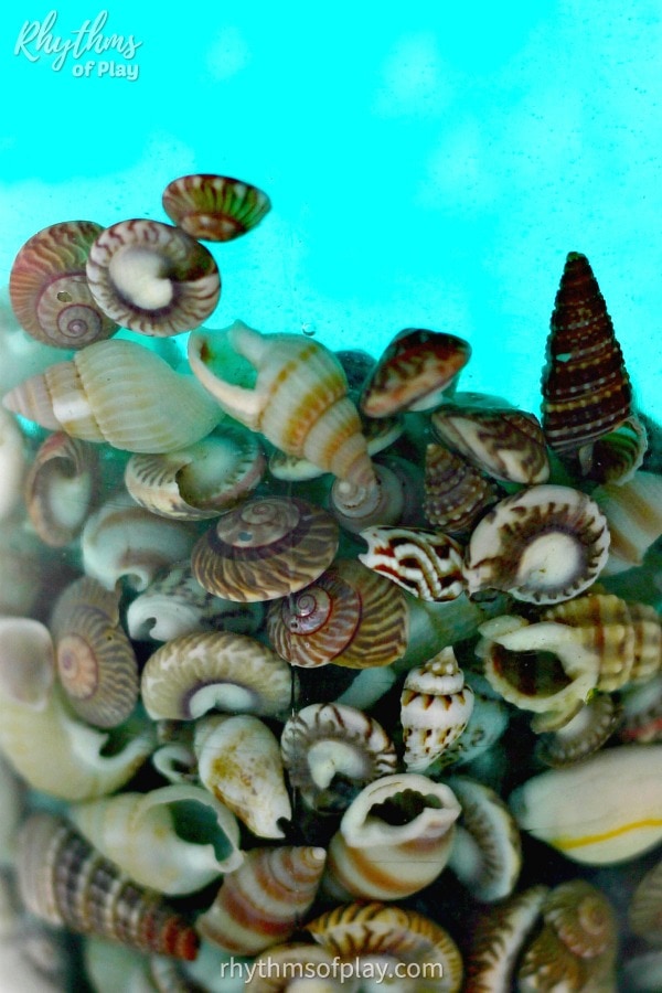 seashell soothing sea shells sensory bottles made with shells