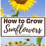 How to plant and grow sunflowers: step-by-step instructions for beginning gardeners of all ages.