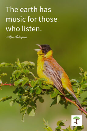 Bird watching birding quote, "The earth has music for those who listen." by William Shakespeare