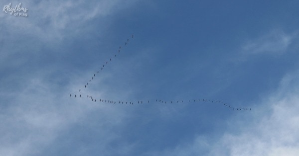 Geese flying over head in a"V" shape.