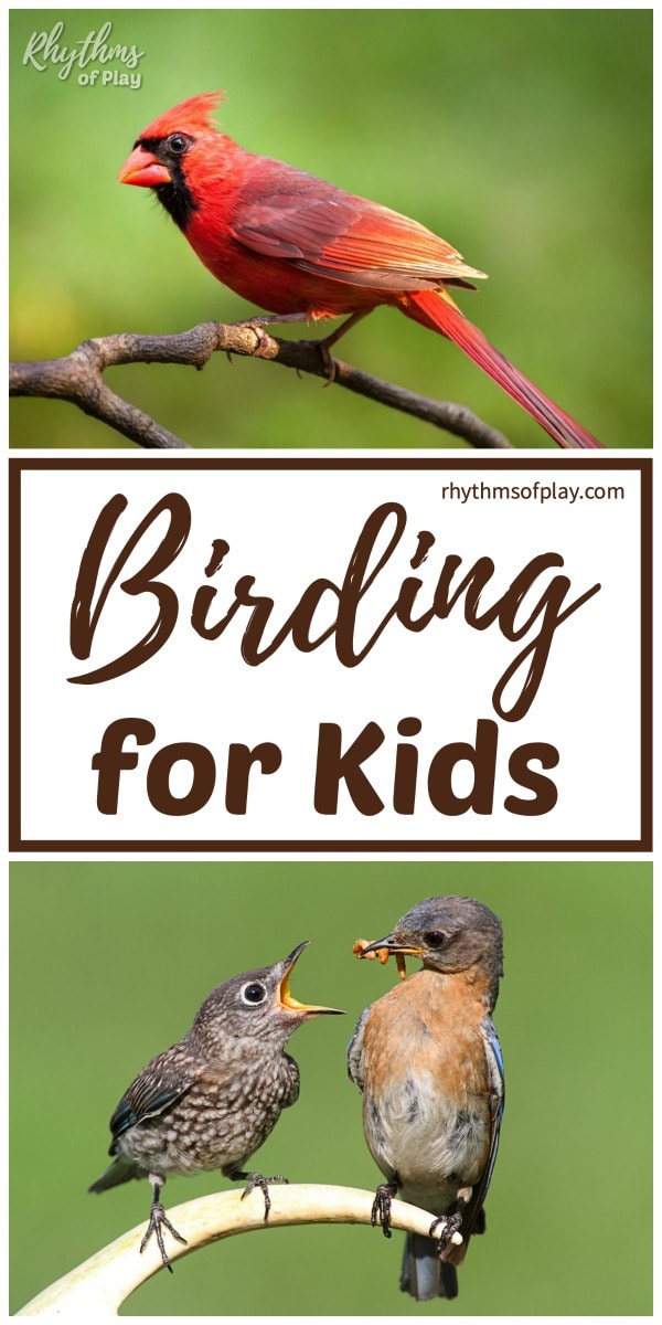 Birding for kids - birds doing funny things