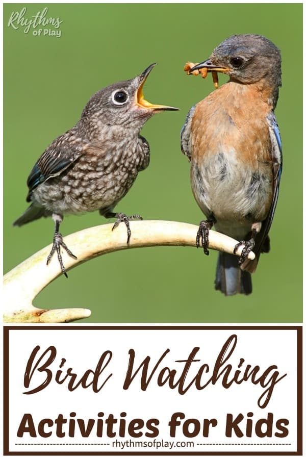Bird-watching for kids - bird with mouth open and another bird with a worm