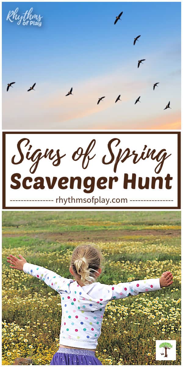 Signs of spring: migrating birds and green meadow with wildflowers blooming