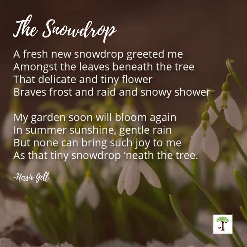 sign of spring - snowdrop flowers pushing through the melting snow and blooming in early spring with snowdrop poem by Nessie Gell, "A fresh new snowdrop greeted me Amongst the leaves beneath the tree That delicate and tiny flower Braves frost and raid and snowy shower My garden soon will bloom again In summer sunshine, gentle rain But none can bring such joy to me As that tiny snowdrop ‘neath the tree."