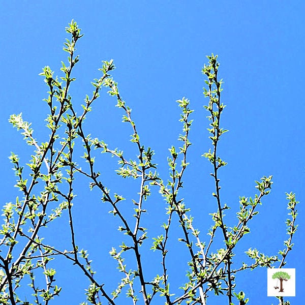 Sign of spring - Leaf buds sprouting from branches of a tree leafing out or unfurling its leaves.