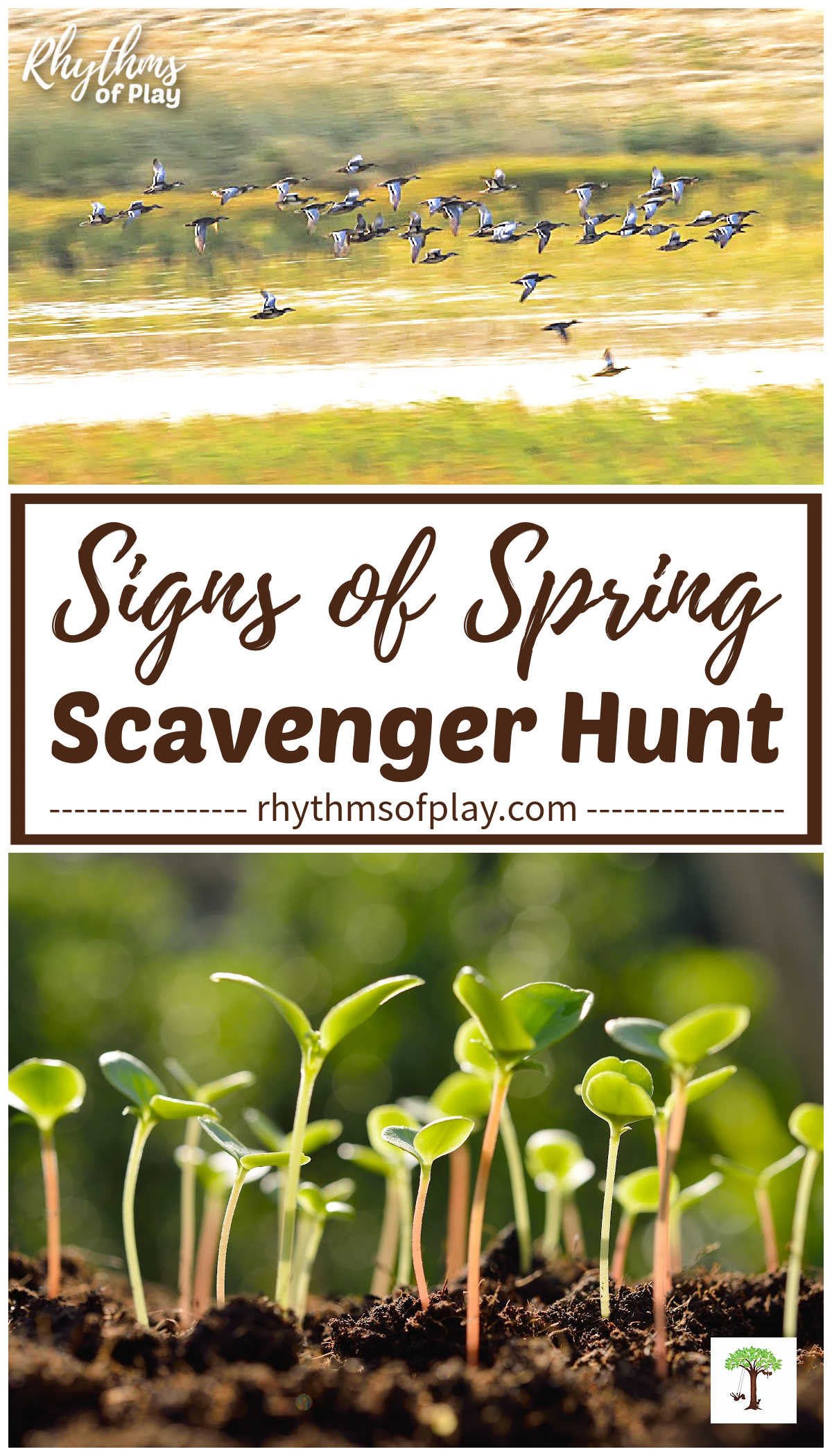 Signs of spring scavenger hunt - large flock of birds migrating and sprouts coming up from the ground.