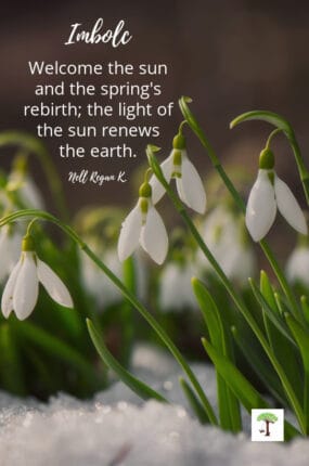 snowdrops bursting from snow covered earth with Imbolc poem by Nell Regan K, "Welcome the sun and the spring's rebirth: the light of the sun renews the earth."