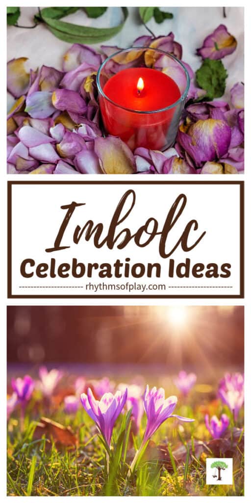 Imbolc photos of a red candle with flower petals and spring crocuses in bloom in a spring meadow with snow melting.