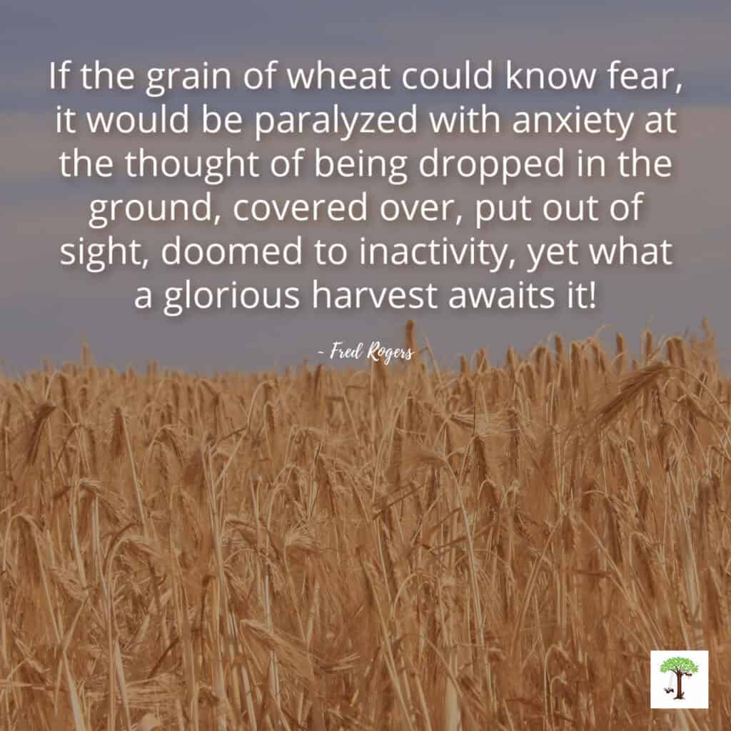 field of wheat at harvest with quote "If the grain of wheat could know fear, it would be paralyzed with anxiety at the thought of being dropped in the ground, covered over, put out of sight, doomed to inactivity, yet what a glorious harvest awaits it!"