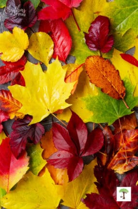 gorgeous array of preserved fall leaves in autumn shades of green, yellow, gold, orange, and red