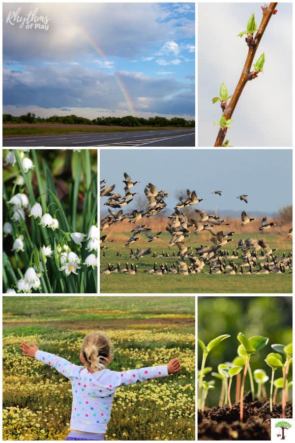 Photograph showing early signs of spring; snowdrops, new leaf buds, rain showers with a rainbow, migrating geese, sprouting life, and a field of wildflowers.