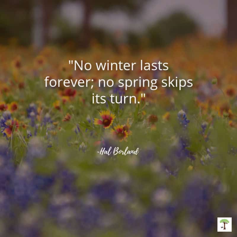 Field of spring wildflowers with quote,"No winter lasts forever; no spring skips its turn." by Hal Borland.