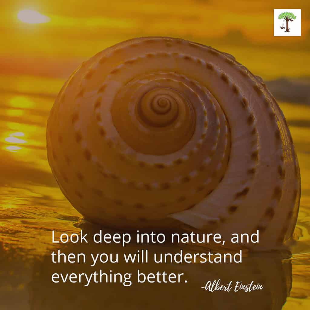 Nautilus shell on the beach at sunset with quote by Albert Einstein, ""Look deep into nature, and then you will understand everything better."