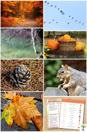 Fall scavenger hunt outdoor activity ideas for kids of all ages