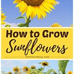 Growing sunflower standing tall and a girl looking at a sunflower up close.
