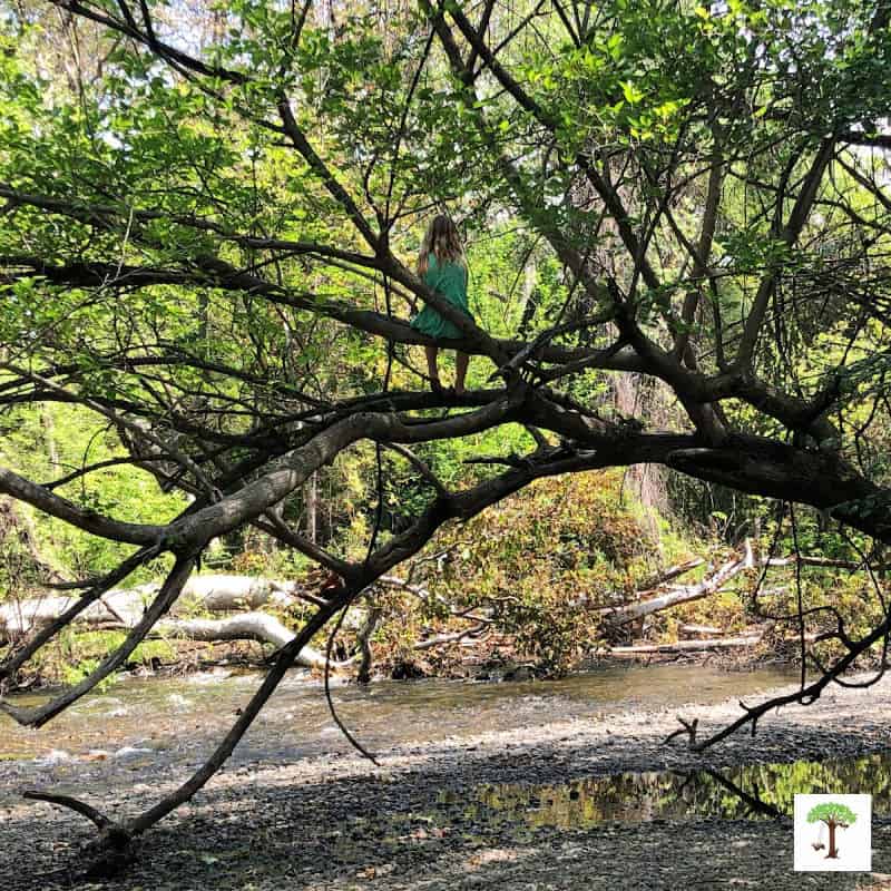 Girl sitting on a tree branch above the shore of a creek in her "sit spot."